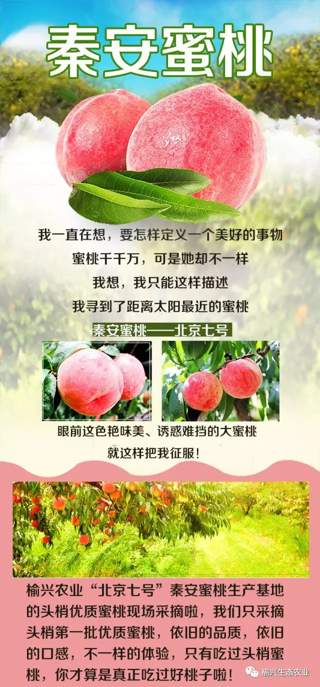 2017榆兴鼎力推荐——好桃子来啦!榆兴农业秦安桃基地